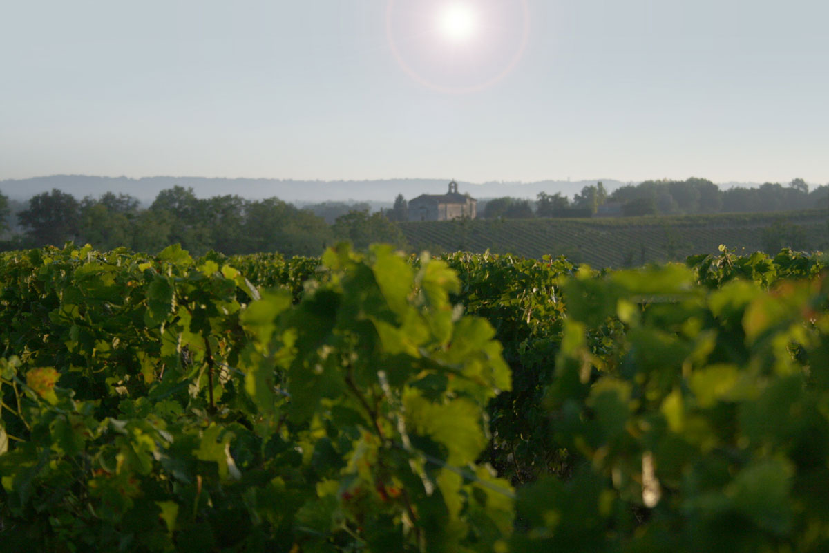 Vignoble du Château Lacoste Garzac en été