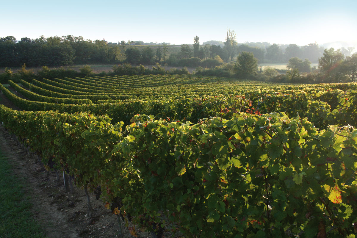 Vignoble du Château Lacoste Garzac en été