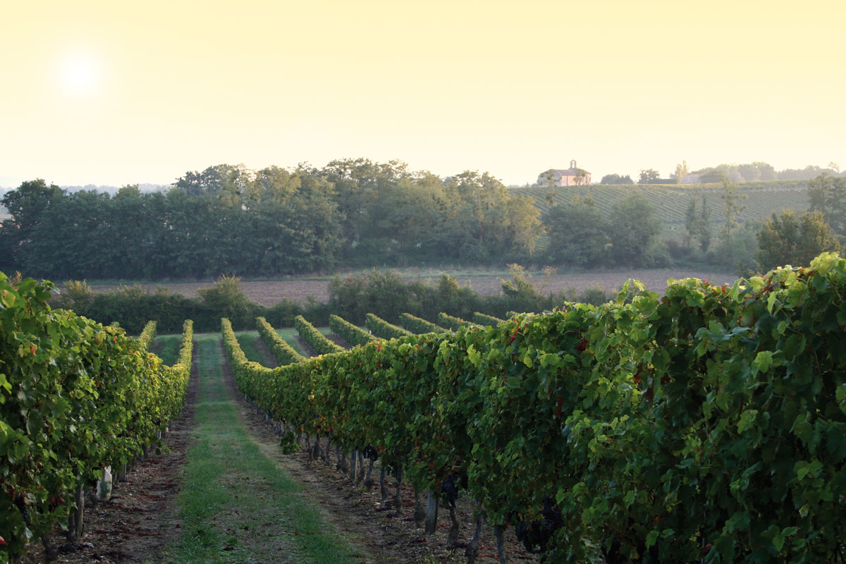 Vignoble du Château Lacoste Garzac en été
