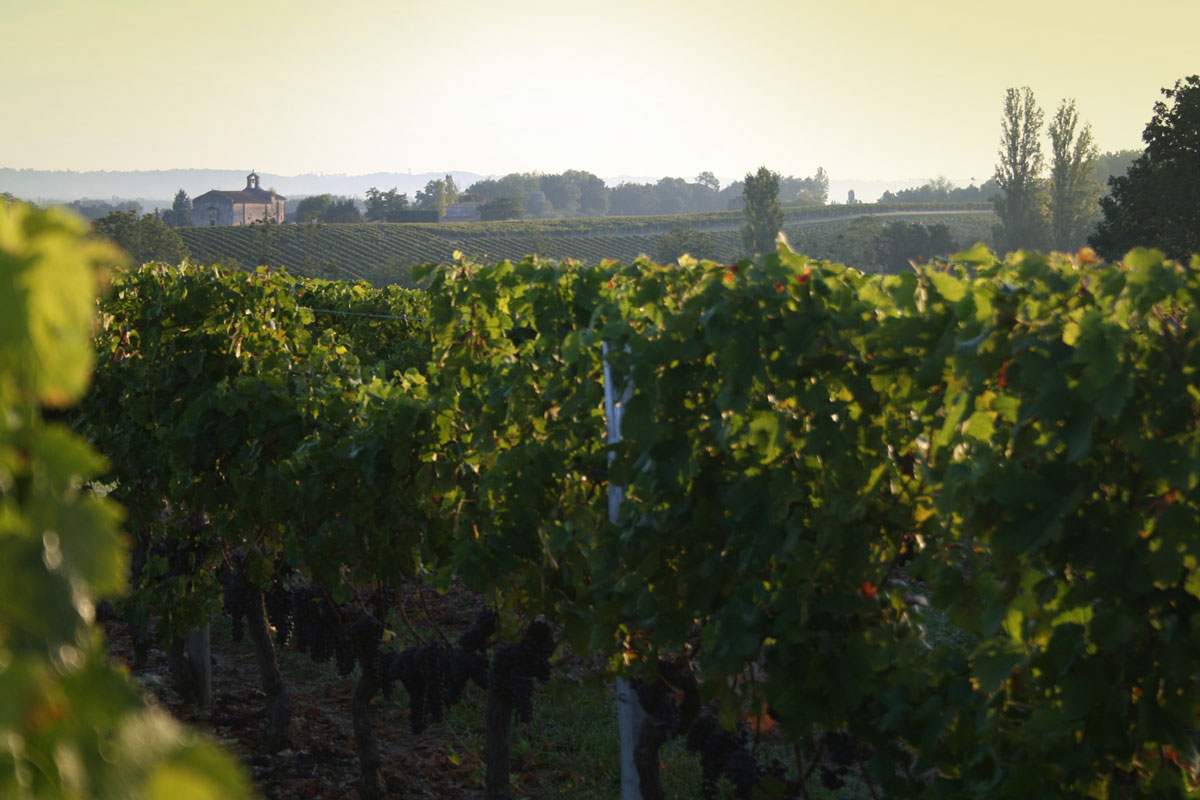 Vignoble du Château Lacoste Garzac en été